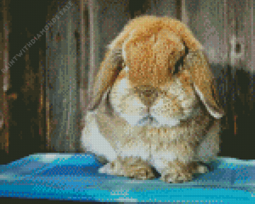 Holland Lop Diamond Painting