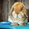 Holland Lop Diamond Painting