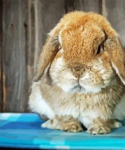 Holland Lop Diamond Painting