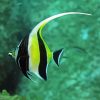 Moorish Idol Diamond Painting