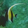 Moorish Idol Diamond Painting