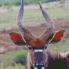 Nyala Diamond Painting