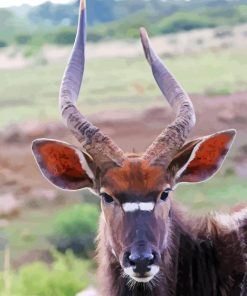 Nyala Diamond Painting