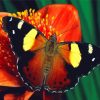 Red Admiral Butterfly Diamond Painting