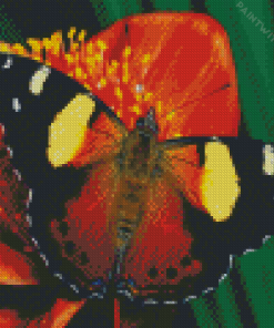Red Admiral Butterfly Diamond Painting