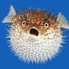 Shcoked Pufferfish Diamond Painting