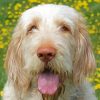 Spinone Italiano Diamond Painting