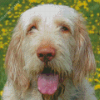 Spinone Italiano Diamond Painting