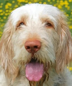 Spinone Italiano Diamond Painting