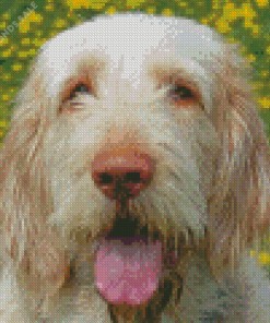 Spinone Italiano Diamond Painting