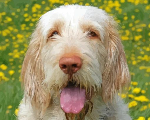 Spinone Italiano Diamond Painting