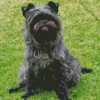 Affenpinscher Diamond Painting