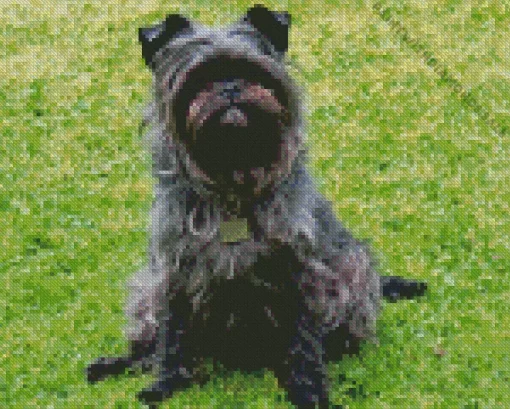 Affenpinscher Diamond Painting