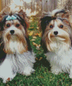 Biewer Terrier Diamond Painting