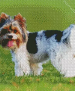 Biewer Terrier Diamond Painting