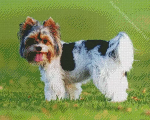 Biewer Terrier Diamond Painting