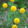 Billy Buttons Diamond Painting