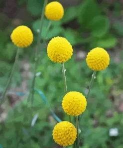 Billy Buttons Diamond Painting