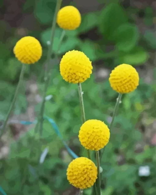 Billy Buttons Diamond Painting