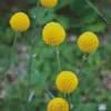 Billy Buttons Diamond Painting