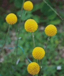 Billy Buttons Diamond Painting