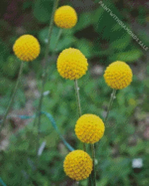 Billy Buttons Diamond Painting