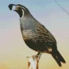 California Quail Diamond Painting