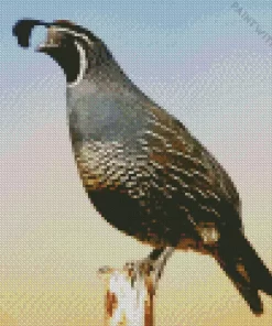 California Quail Diamond Painting