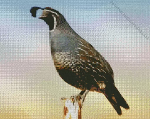 California Quail Diamond Painting