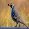 California Quail Diamond Painting