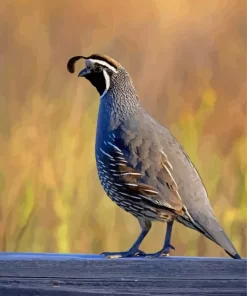 California Quail Diamond Painting