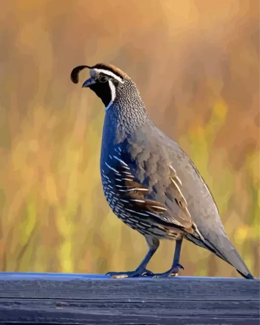 California Quail Diamond Painting