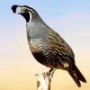 California Quail Diamond Painting