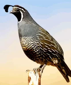 California Quail Diamond Painting