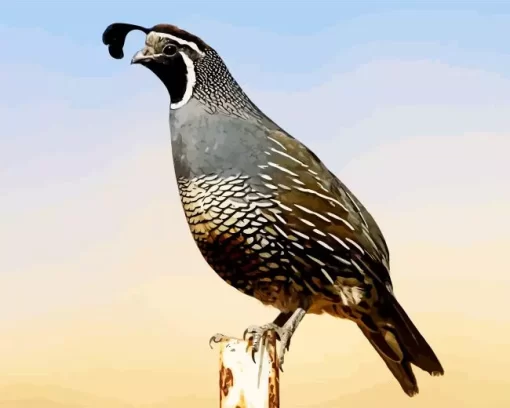 California Quail Diamond Painting