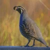 California Quail Diamond Painting