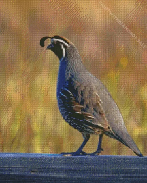 California Quail Diamond Painting