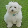 Coton Tulear Diamond Painting