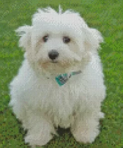 Coton Tulear Diamond Painting