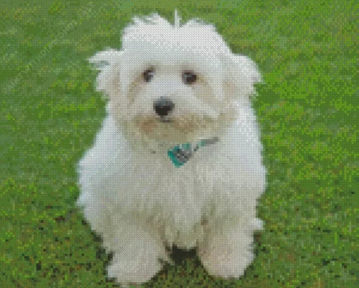 Coton Tulear Diamond Painting