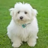 Coton Tulear Diamond Painting