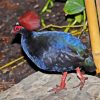 Crested Partridge Diamond Painting