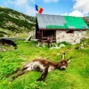 Donkeys In Retezat National Park Diamond Painting