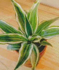 Dracaena Diamond Painting