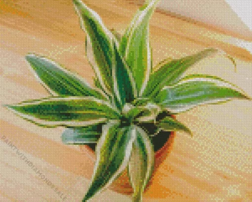 Dracaena Diamond Painting