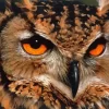 Eagle Owl Diamond Painting