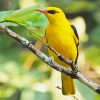 Golden Oriole Diamond Painting