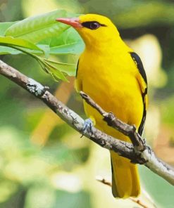 Golden Oriole Diamond Painting