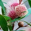 Hakea Plant Art Diamond Painting