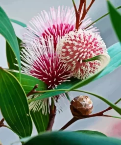 Hakea Plant Art Diamond Painting